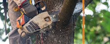 Best Tree Disease Treatment  in Bayport, NY