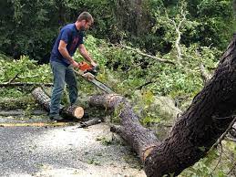 Best Tree Maintenance Programs  in Bayport, NY