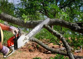 Best Stump Grinding and Removal  in Bayport, NY