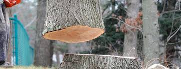 Best Leaf Removal  in Bayport, NY