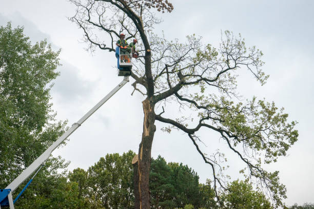 Best Arborist Consultation Services  in Bayport, NY