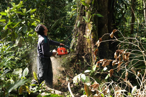 Best Hazardous Tree Removal  in Bayport, NY