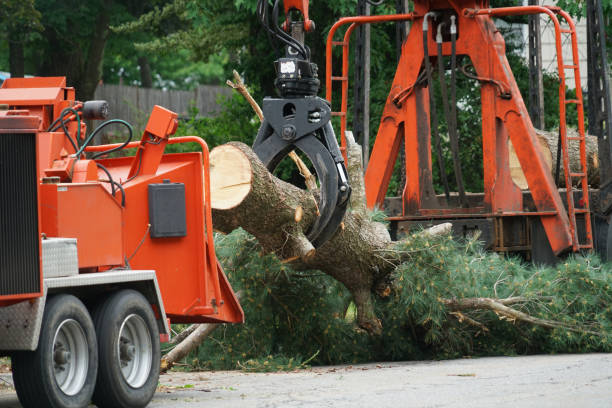 Best Lawn Disease Treatment  in Bayport, NY
