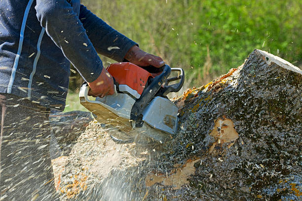 Best Weed Control  in Bayport, NY