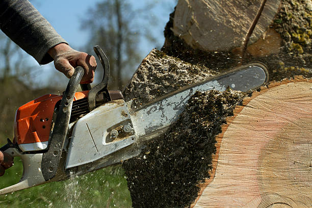 Best Tree Health Inspection  in Bayport, NY